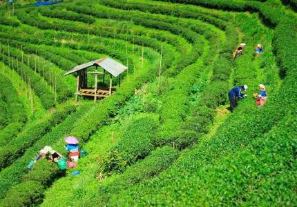 Queen of Hills Darjeeling Tour