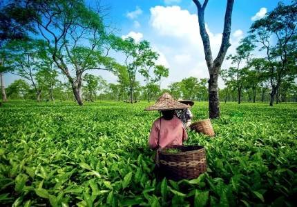 Queen of Hills Darjeeling Tour