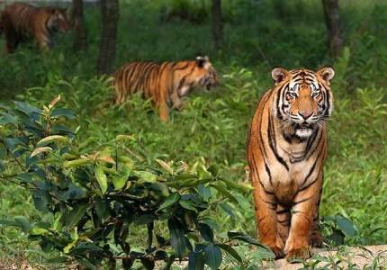 City to Jungle to Beach Tour (Kolkata–Sundarbans–Digha)