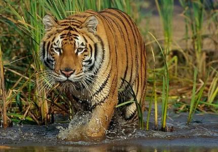 Explore Sundarbans Nature Tour