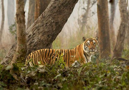 Sundarbans Taxi Service