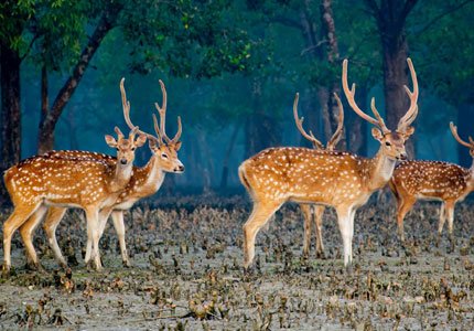 Outstation Cab from Kolkata (Routes)