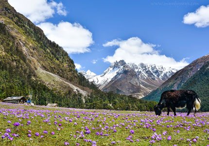 Discover Sikkim Adventure Tour