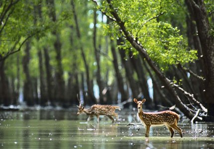 Explore Sundarbans Nature Tour